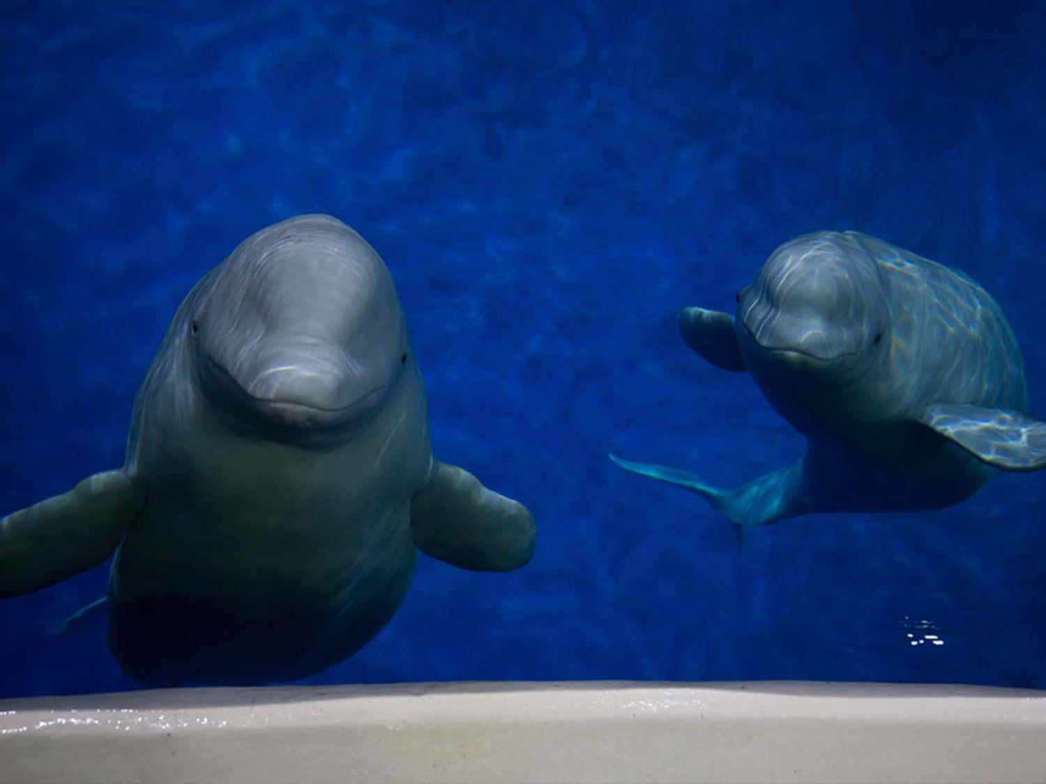 The Friendly Year 2021 - Save the Belugas