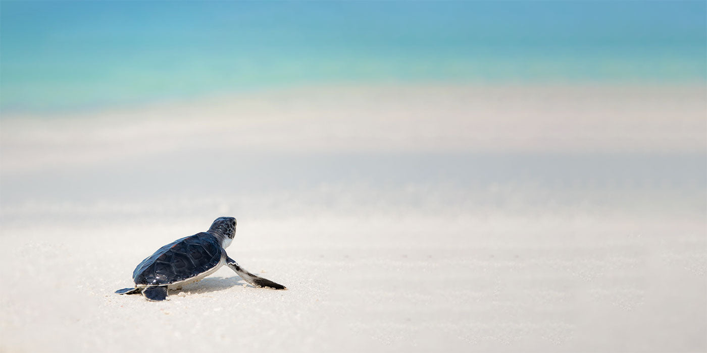 Charming Sea Turtles