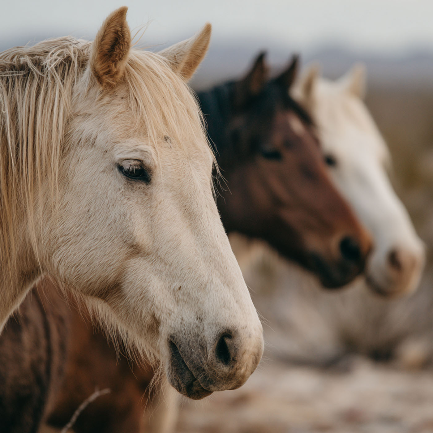 Close up of three wild horses out on a field with mountains in the background
